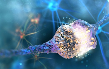 Neurons connections